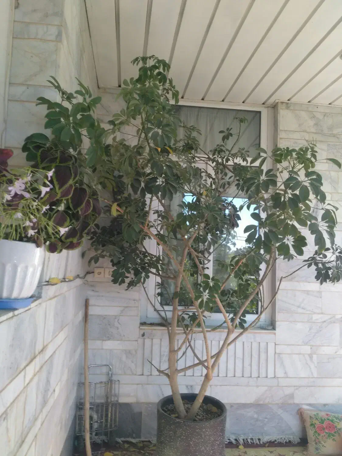 گل شفلرا فروشی|گل و گیاه طبیعی|زنجان, |دیوار