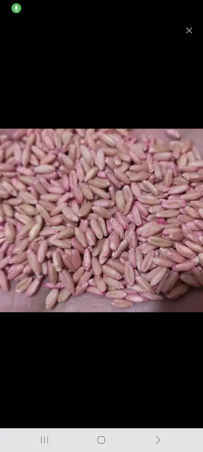 تریتکاله بذر  امریکایی اوکراینی|خدمات باغبانی و درختکاری|گنبد کاووس, |دیوار