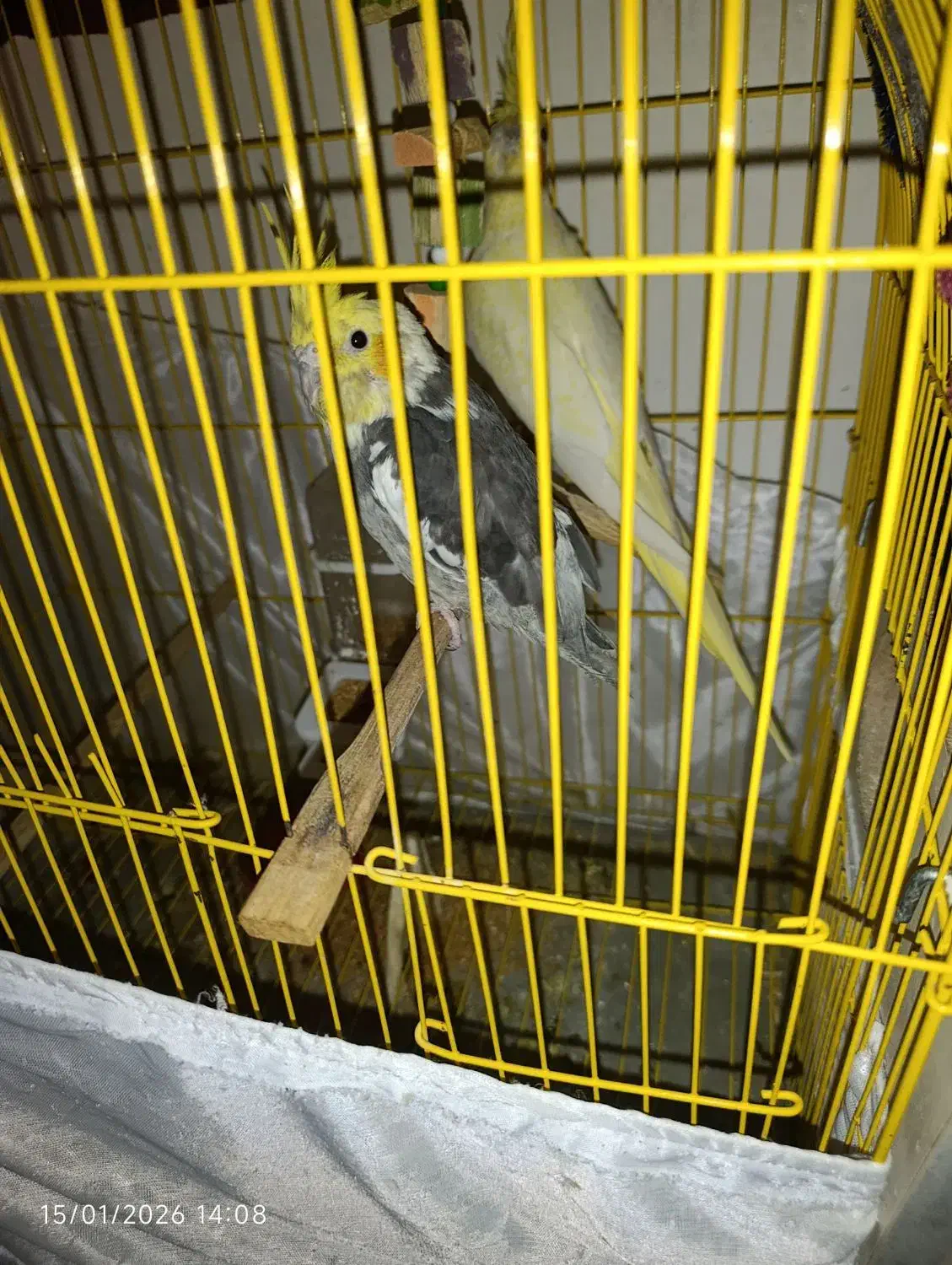 عروس هلندی مولد|پرنده|باسمنج, |دیوار