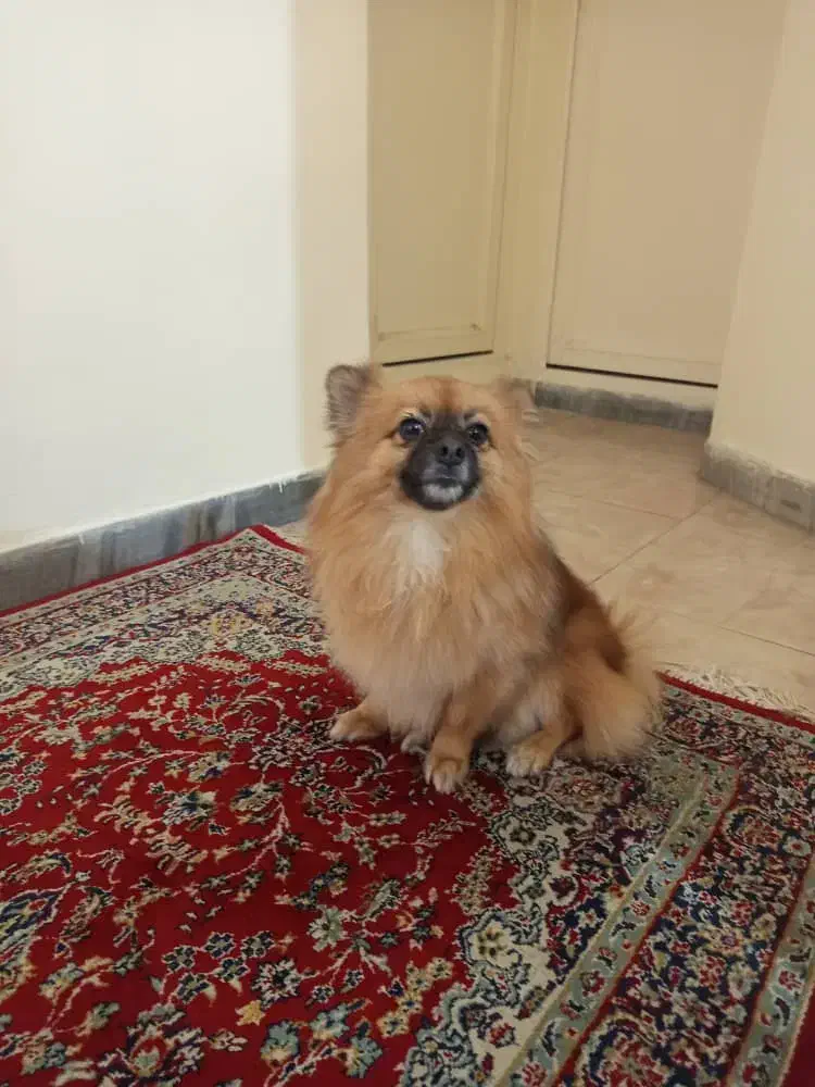 یک سگ پامر با ادب و حرف گوش کن|سگ|تهران, نیروی هوایی (پیروزی)|دیوار