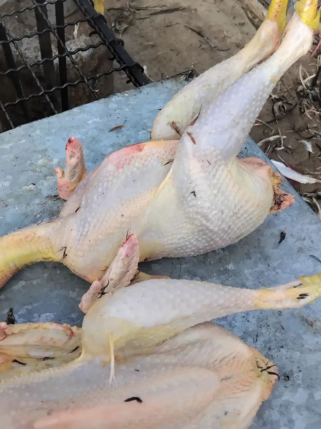 غاز.اوردک .مرغ و خروس بوقلمون ( زنده و پرکنده)|حیوانات مزرعه|رشت, فلسطین|دیوار