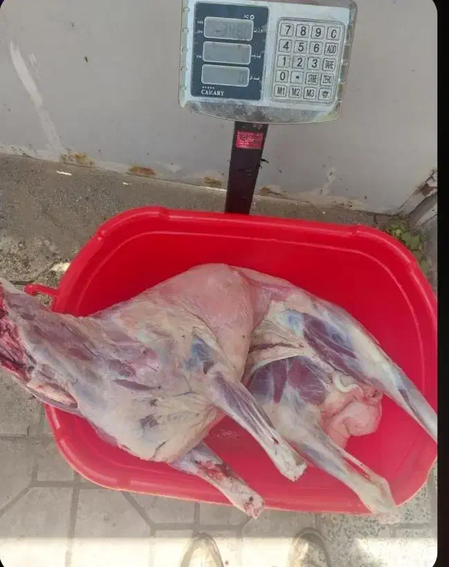 گوسفند قربانی درجه یک|حیوانات مزرعه|همدان, |دیوار