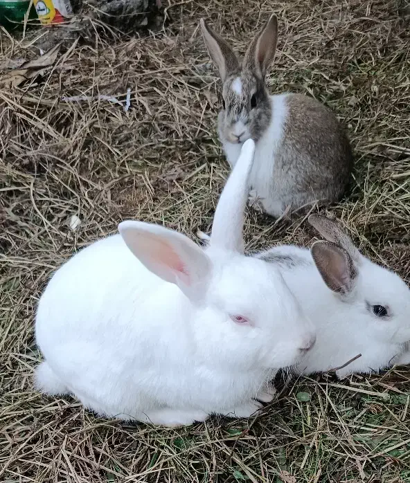 خرگوش|موش و خرگوش|ماسال, |دیوار