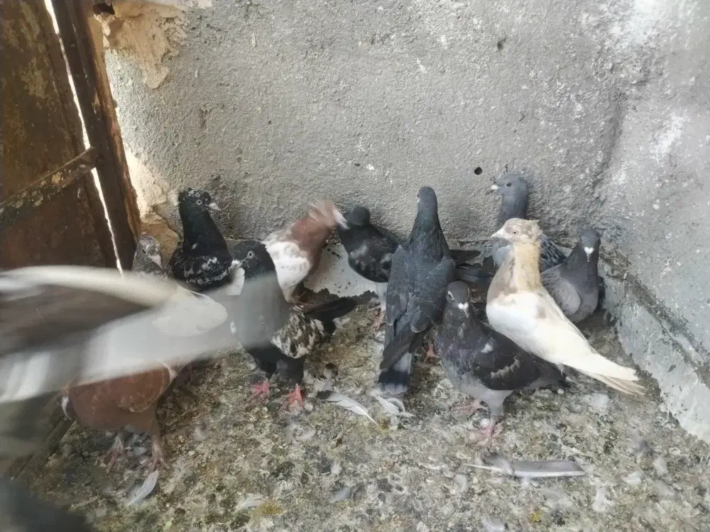 جوانه کفتر|پرنده|باشتین, |دیوار