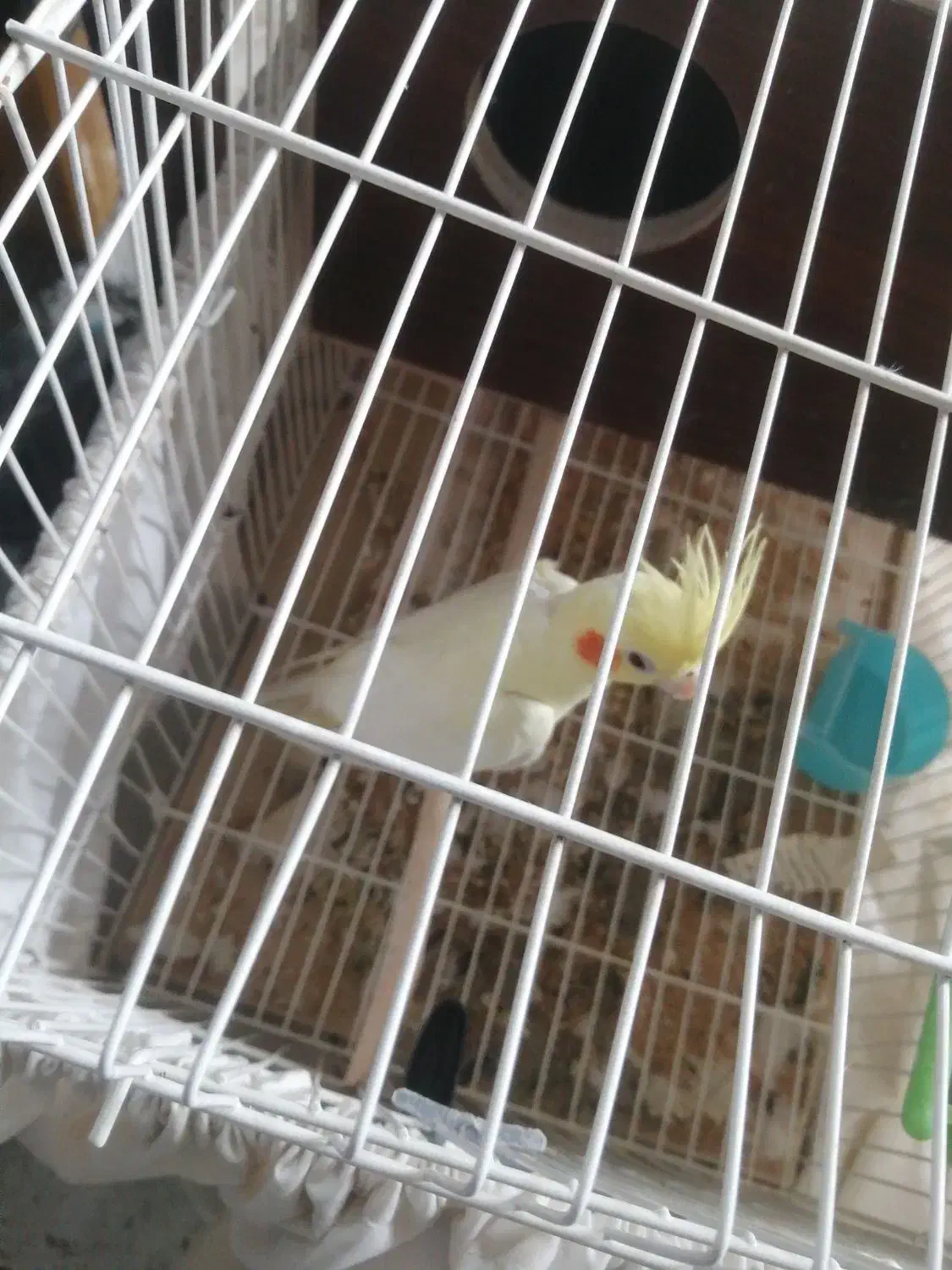 عروس هلندی|پرنده|شیراز, میانرود|دیوار