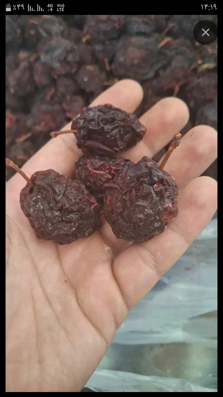 آلوخشک|خوردنی و آشامیدنی|محمدبار, |دیوار