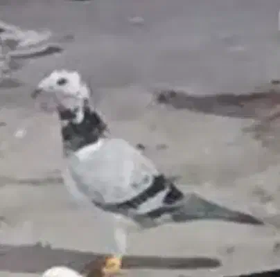 کفتر گمشده|پرنده|نیشابور, ده حلاج|دیوار