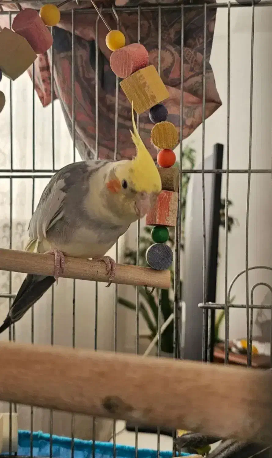 طوطی عروس هلندی رام و مولد|پرنده|ایلام, |دیوار