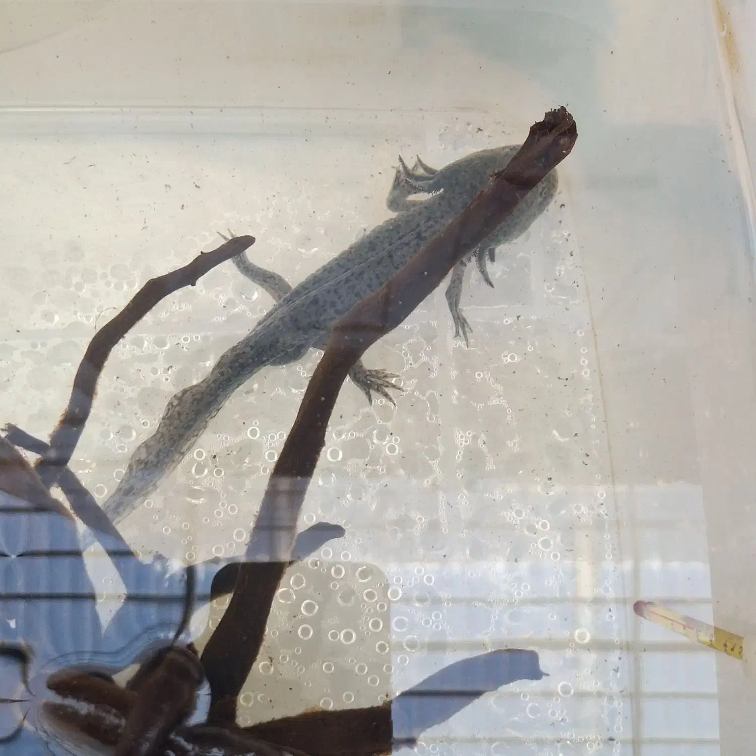 ماهی|ماهی|اراک, |دیوار