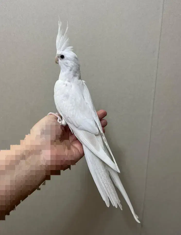 طوطی عروس|پرنده|رشت, رودباری|دیوار