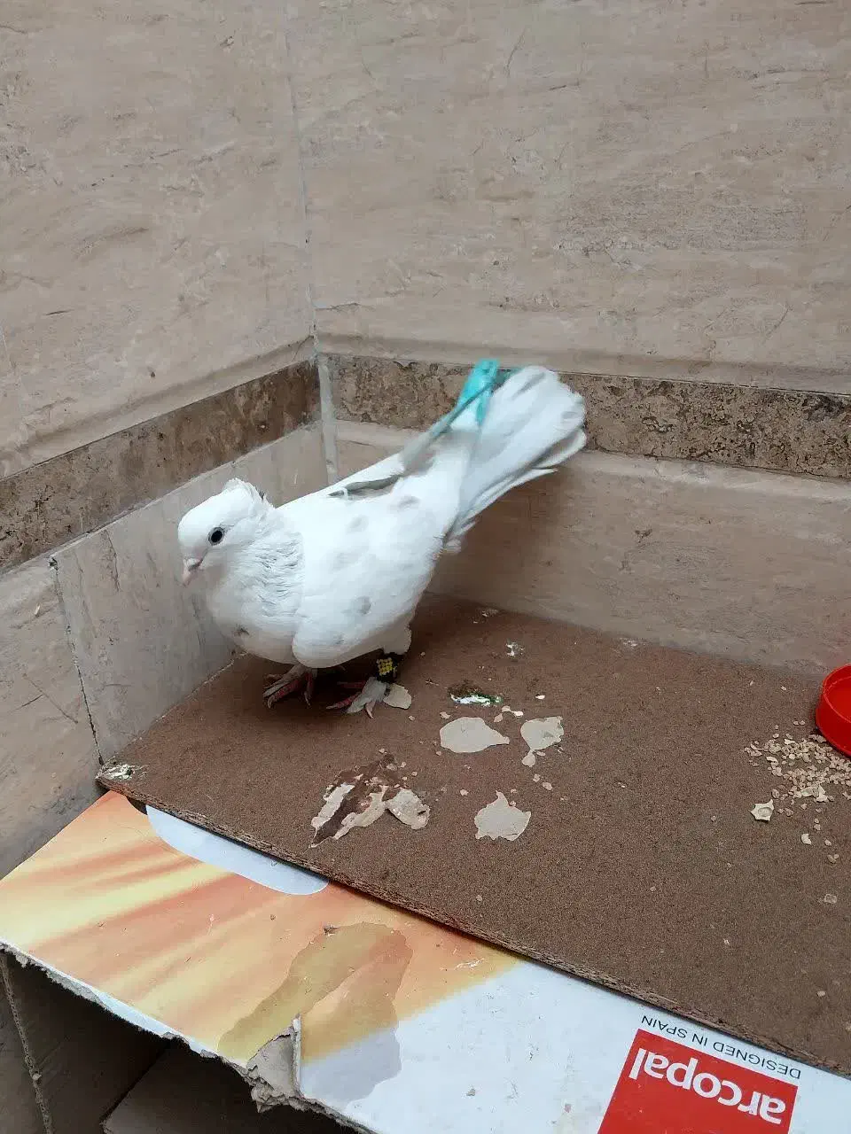 کفتر|پرنده|قم, باغ شریفی|دیوار