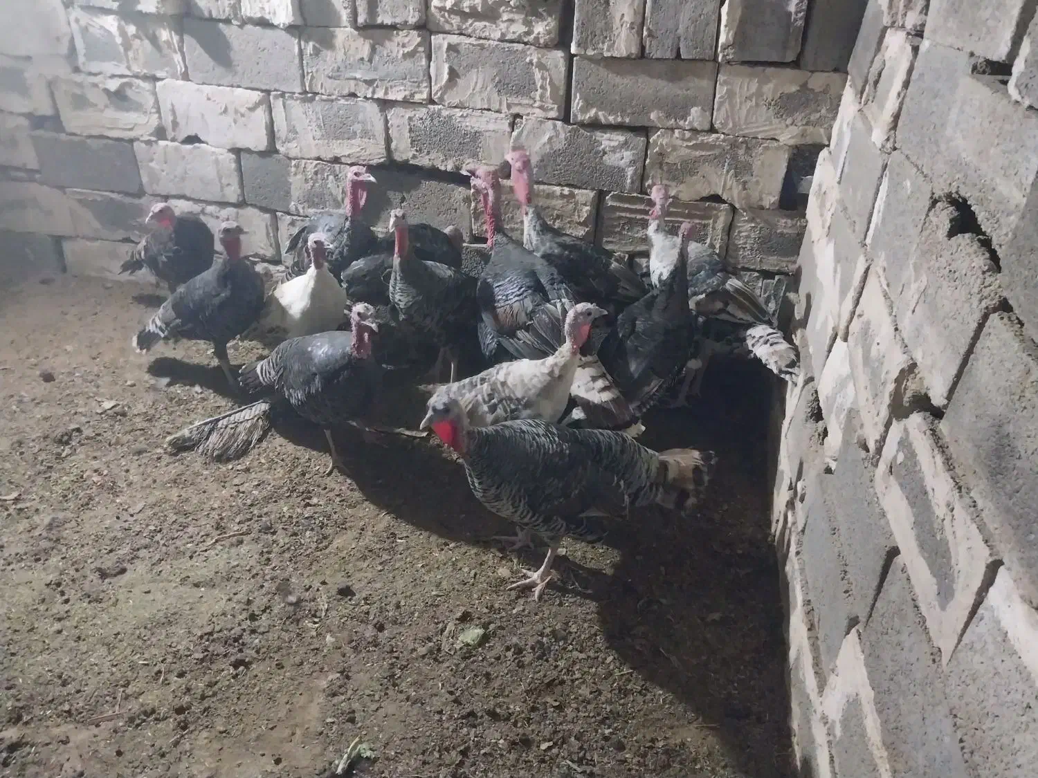 بوقلمو|حیوانات مزرعه|خورموج, |دیوار