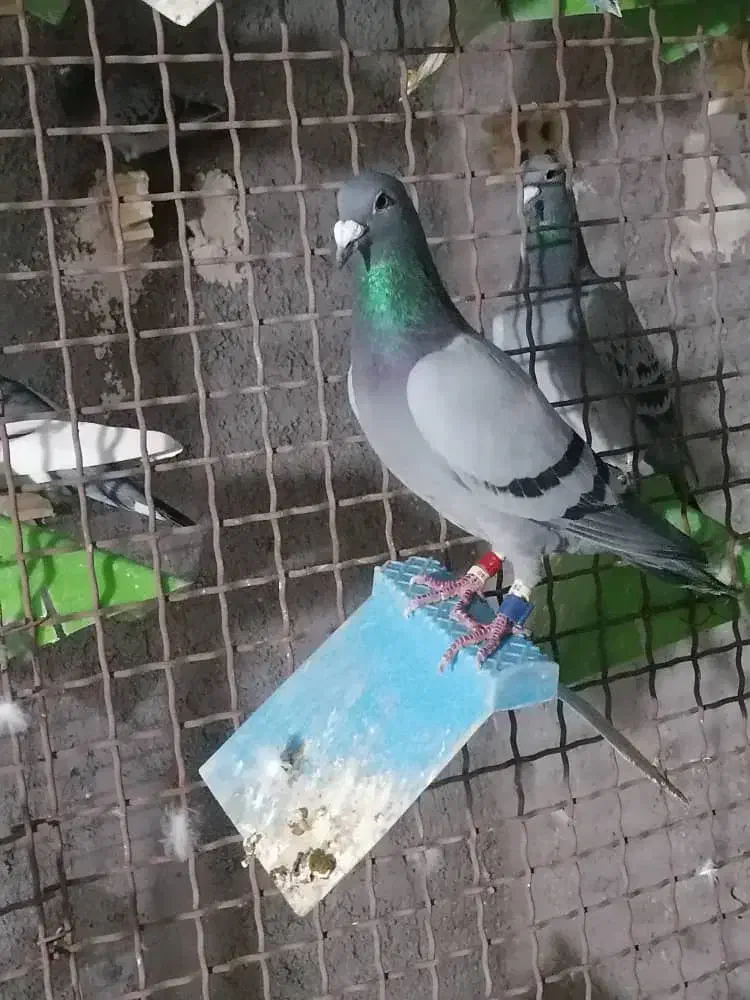 پرنده|پرنده|خرمشهر, |دیوار