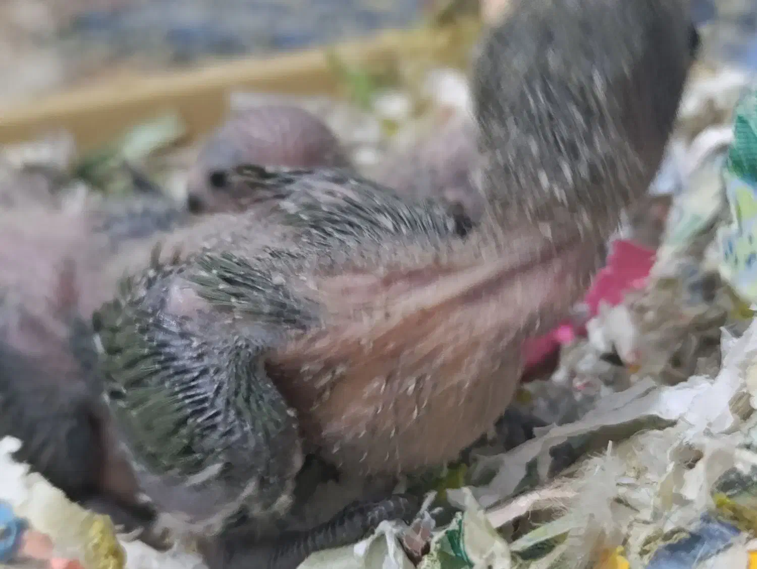 طوطی برزیلی با رنگ خاص سرلاکی|پرنده|ملارد, |دیوار