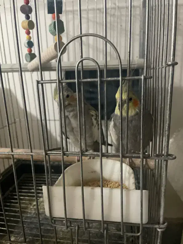 عروس هلندی|پرنده|ابهر, |دیوار