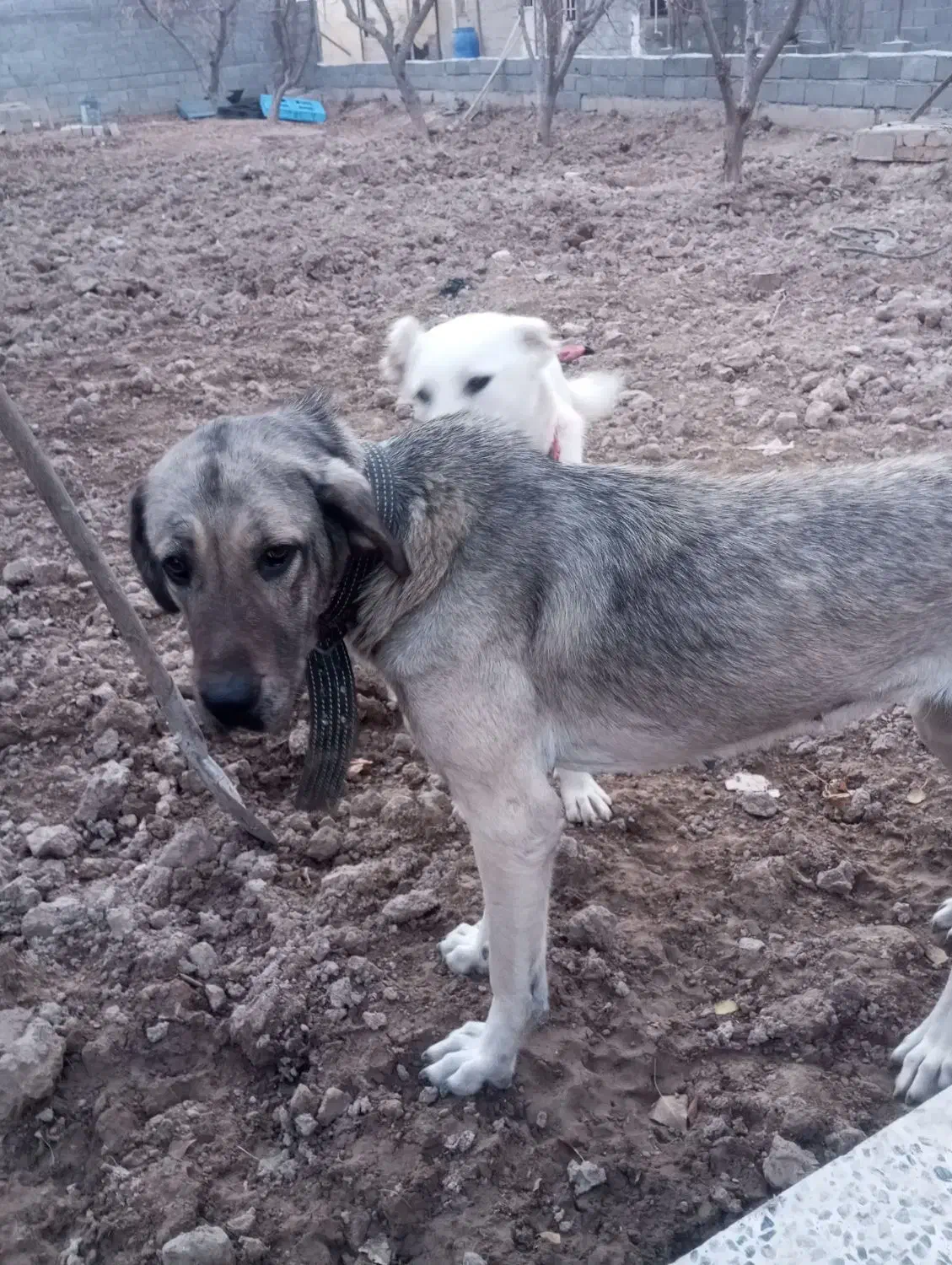 سگ ماده عراقی|سگ|رباط‌کریم, شترخوار|دیوار