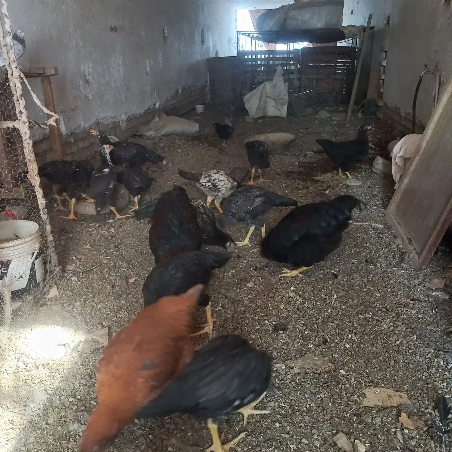 جوجه بوقلمون همراه با جوجه لاری|حیوانات مزرعه|مهریز, |دیوار