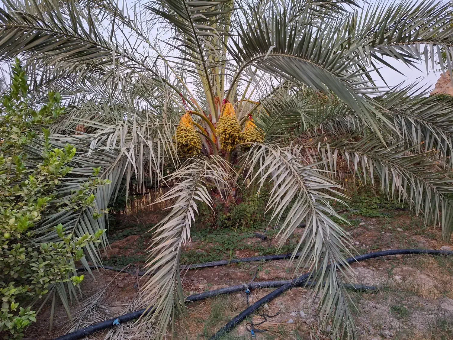 فروش باغ مرکبات|فروش دفتر صنعتی، کشاورزی، تجاری|بهبهان, |دیوار