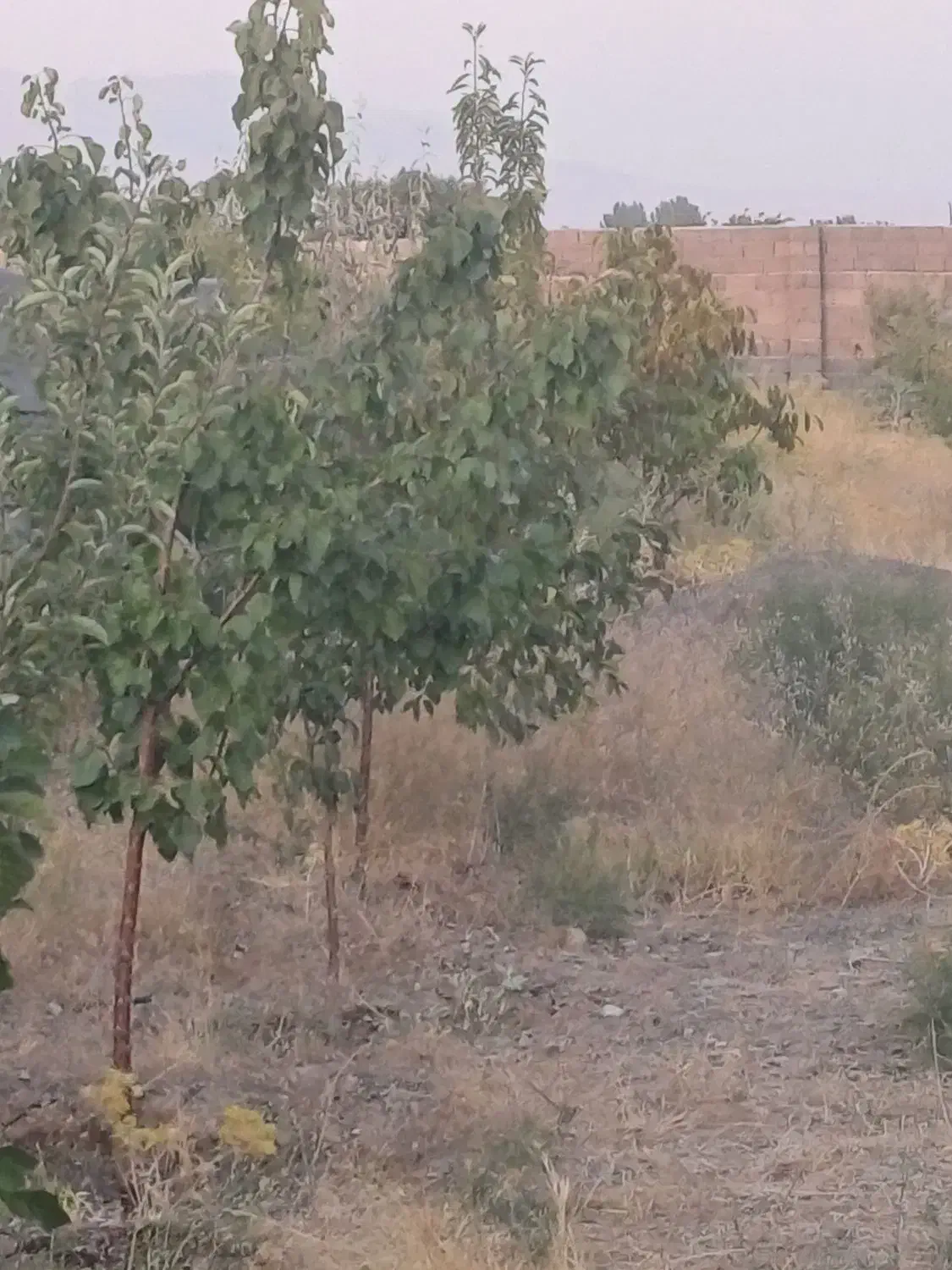 باغ ب متراژ 1500 متر|فروش خانه و ویلا|شبستر, |دیوار