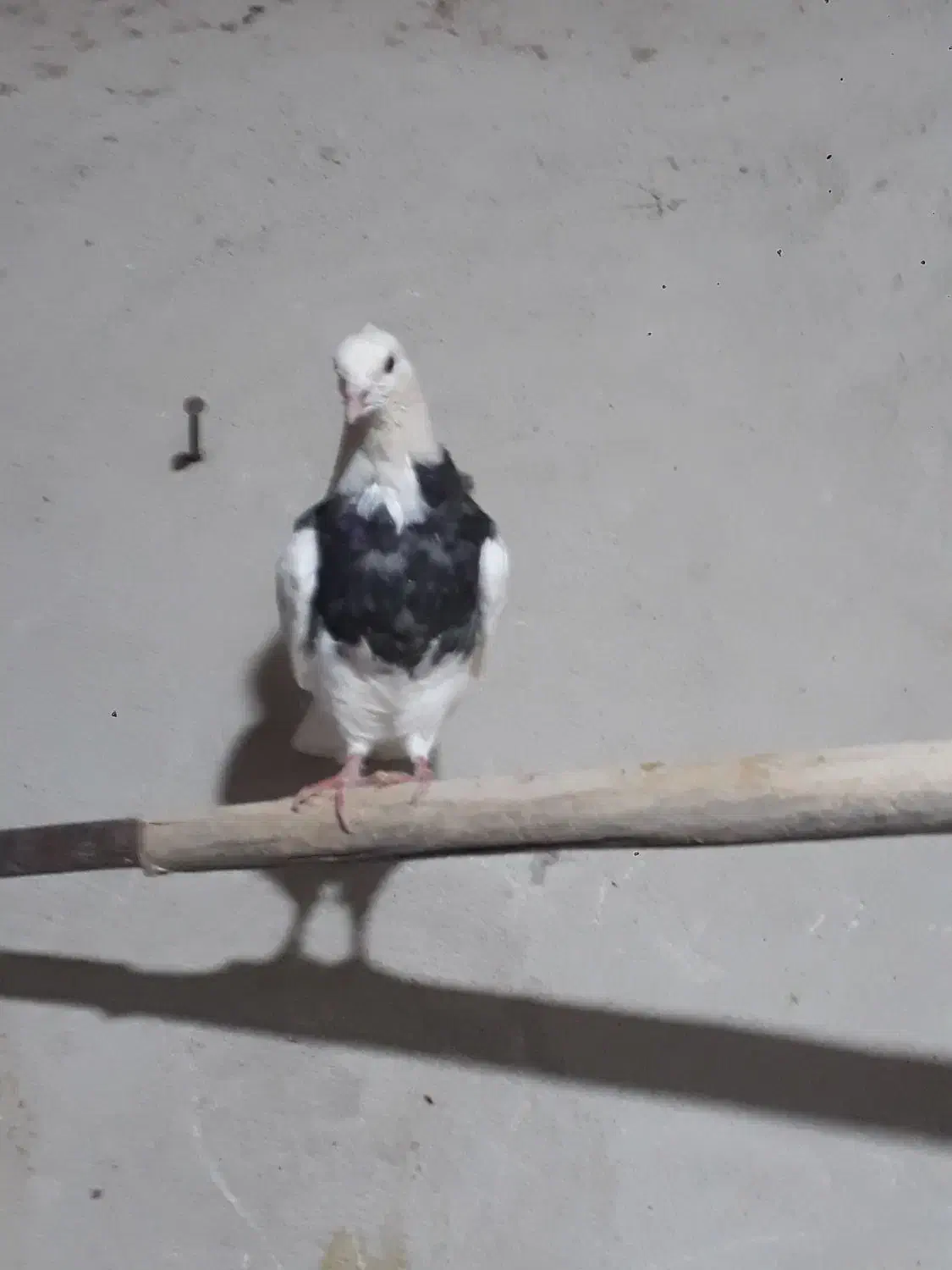 کله‌ دم سبز|پرنده|لالجین, |دیوار