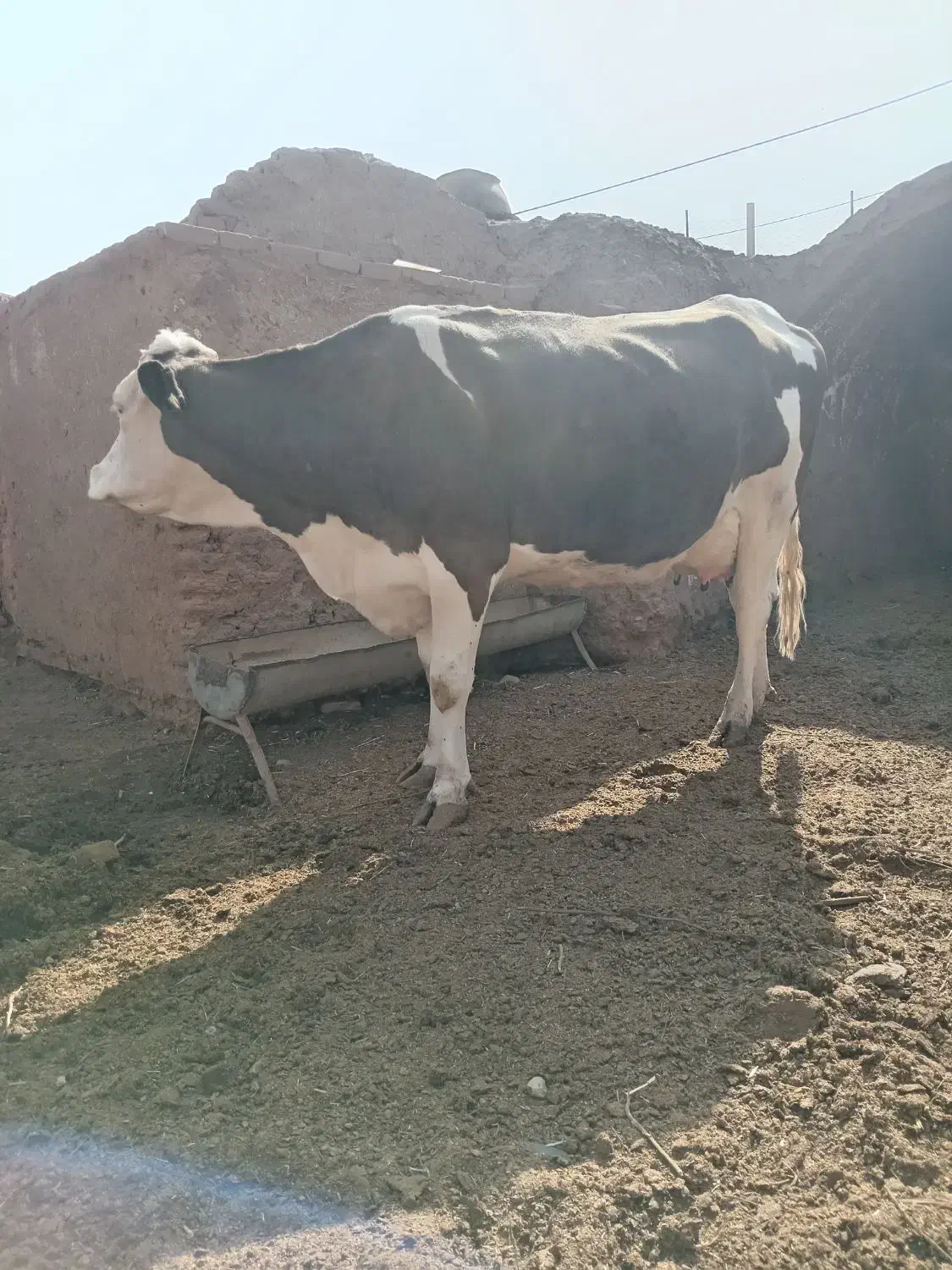 گاو سیمینتال|حیوانات مزرعه|باشتین, |دیوار