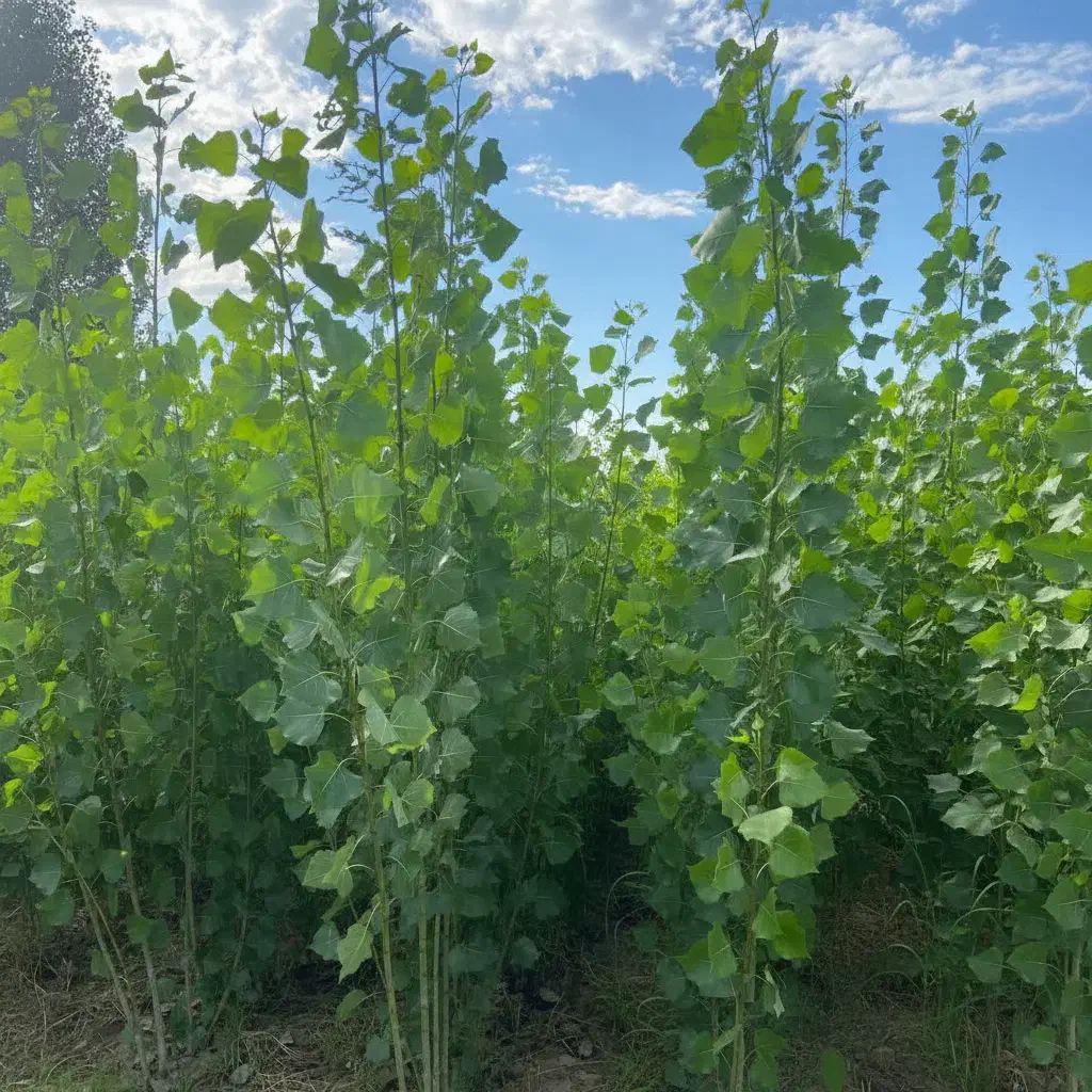 خرید مستقیم نهــال صــنوبر با تضمین کیفیت|خدمات باغبانی و درختکاری|مریوان, |دیوار