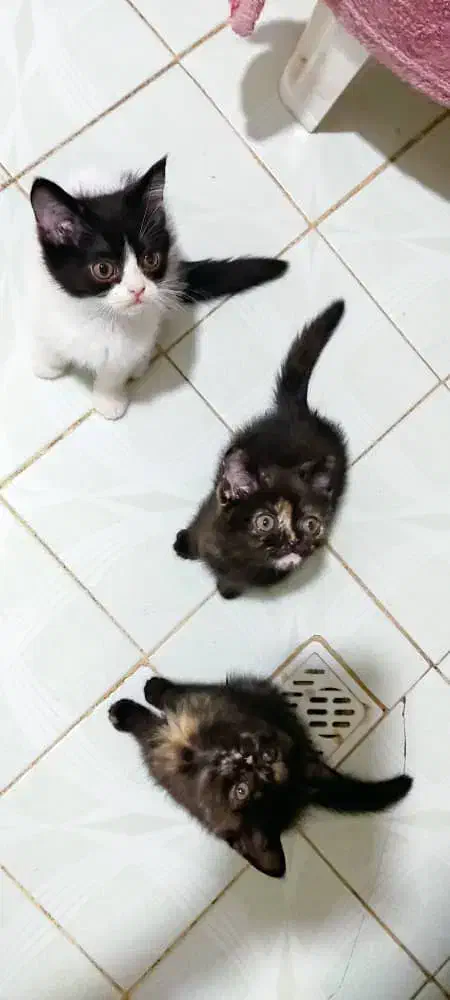 رستمی ۴۴|گربه|مشهد, محمدآباد|دیوار