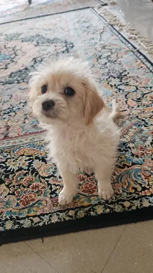 واگذاری سگ|سگ|پردیس, فاز ۴|دیوار