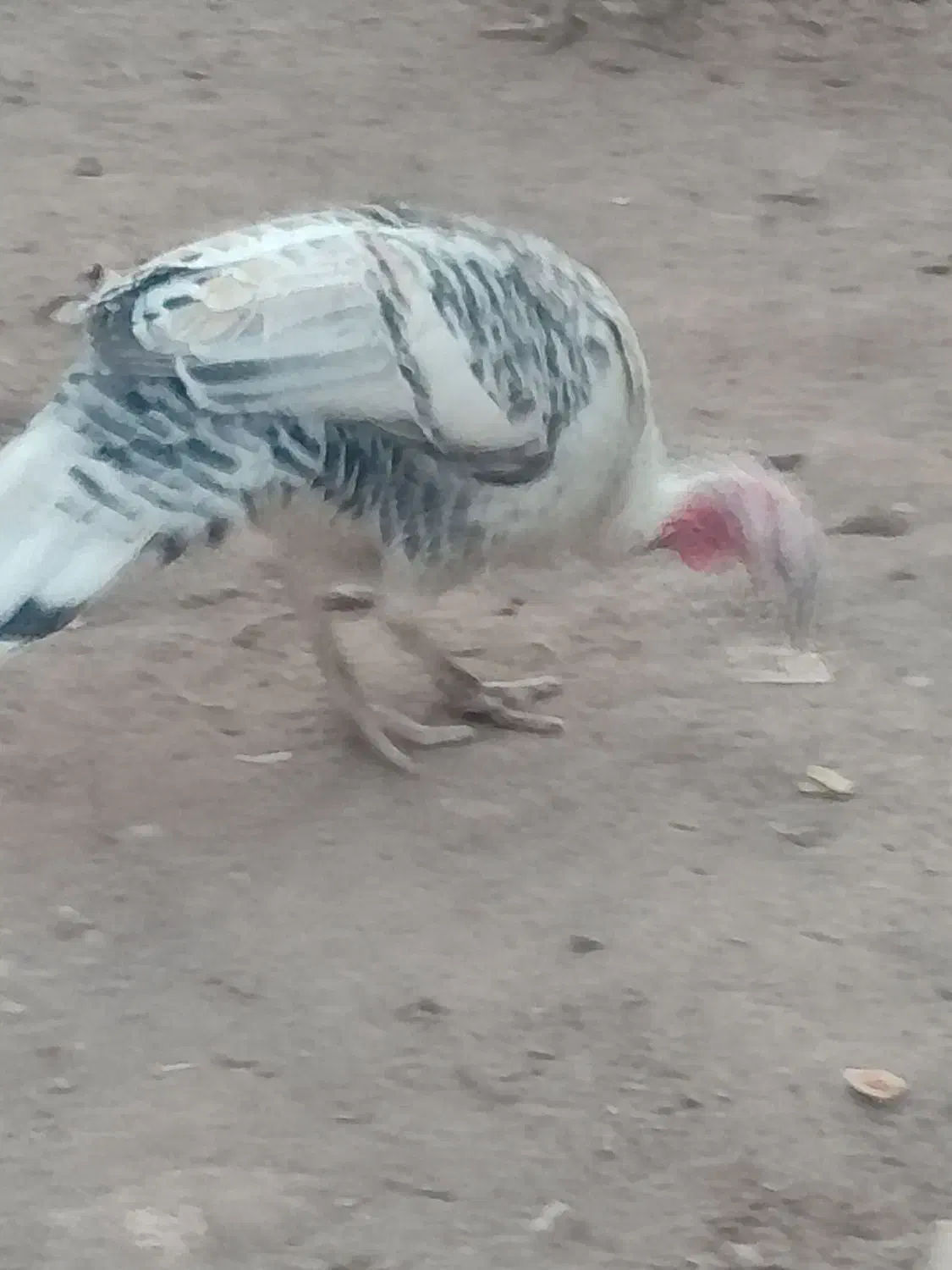 فروش باقیمت مناسب|حیوانات مزرعه|بم, |دیوار