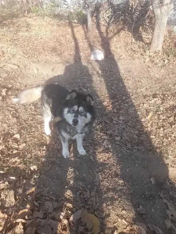 واگذاری هاسکی چشم آبی|سگ|مرند, |دیوار