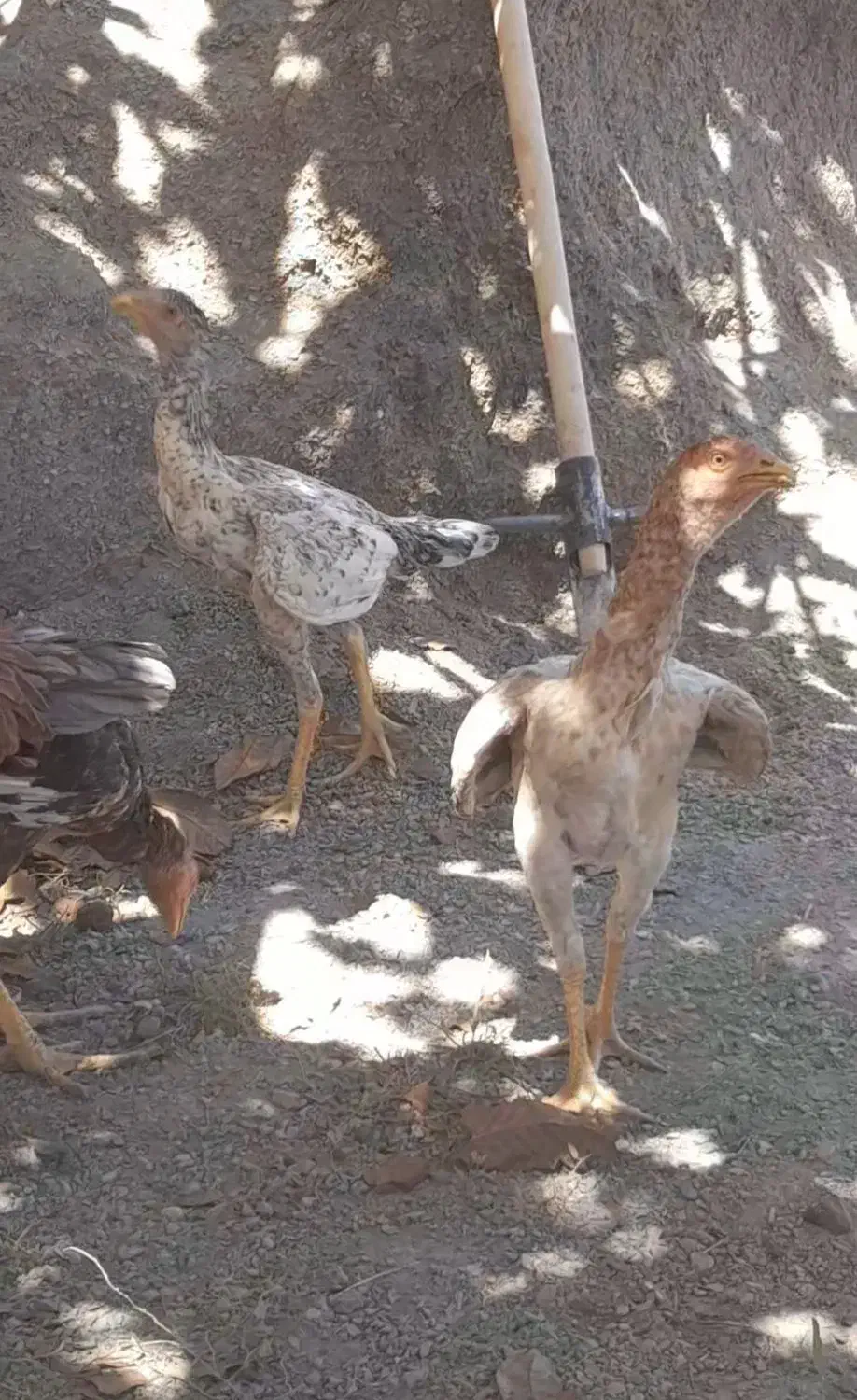 لاری اوشامو خالص|حیوانات مزرعه|تسوج, |دیوار