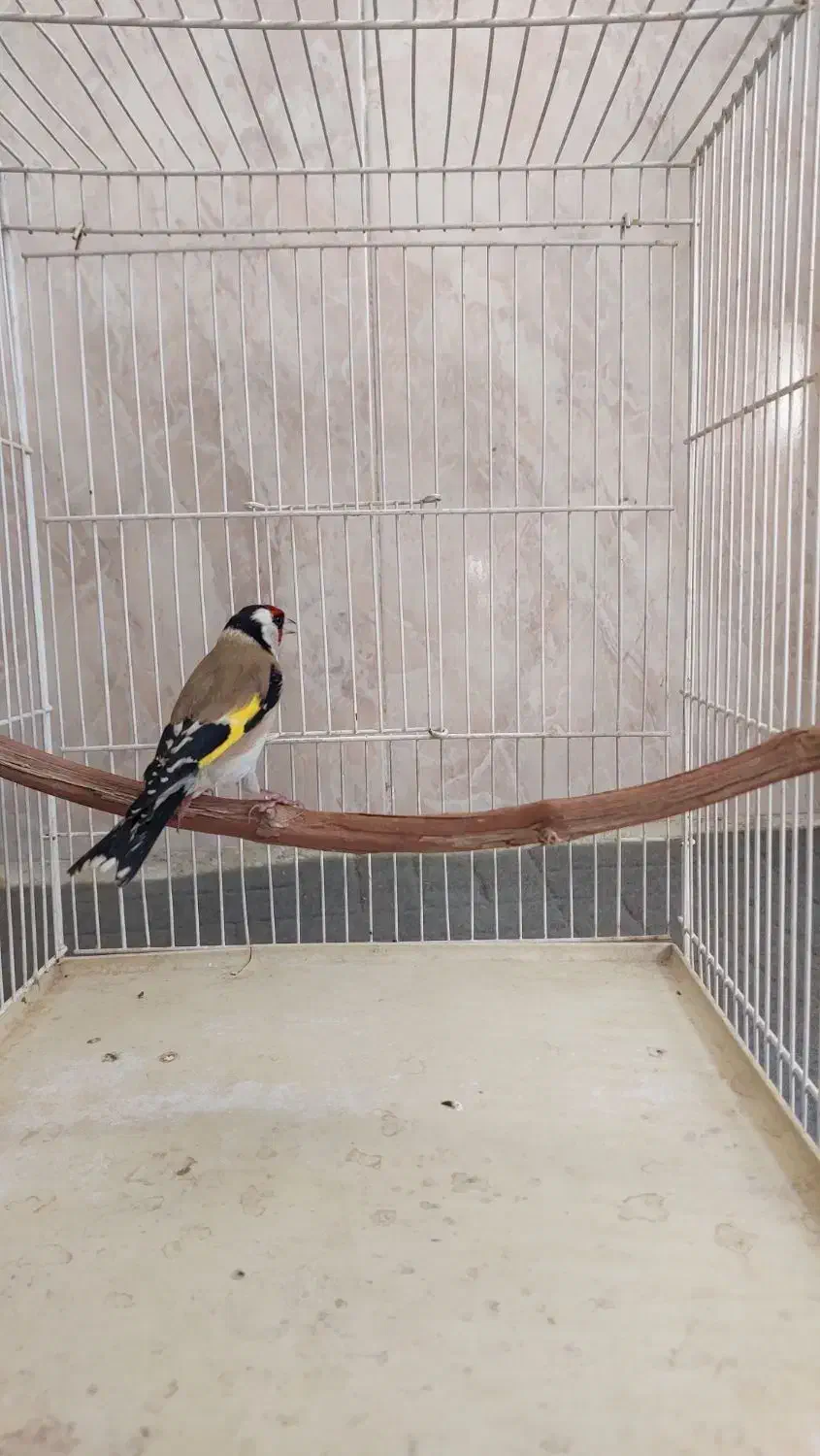 سهره سال دورگ ورسمی|پرنده|اصفهان, عمان سامانی|دیوار