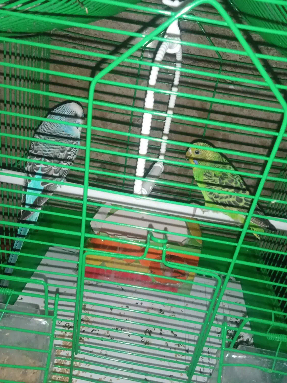 مرغ عشق|پرنده|اردبیل, |دیوار