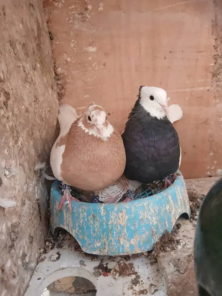 کبوتر طوقی|پرنده|شیراز, شهرک رضوان|دیوار