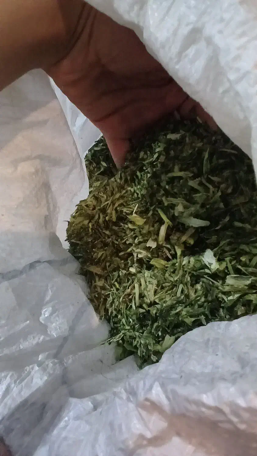 پیاز کوهی|گل و گیاه طبیعی|اقلید, |دیوار