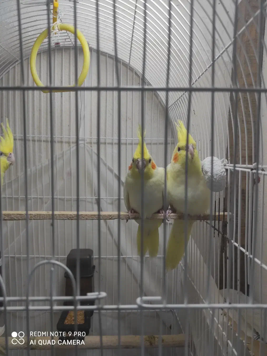 جوجه عروس هلندی دو ماهه|پرنده|بندر گز, |دیوار