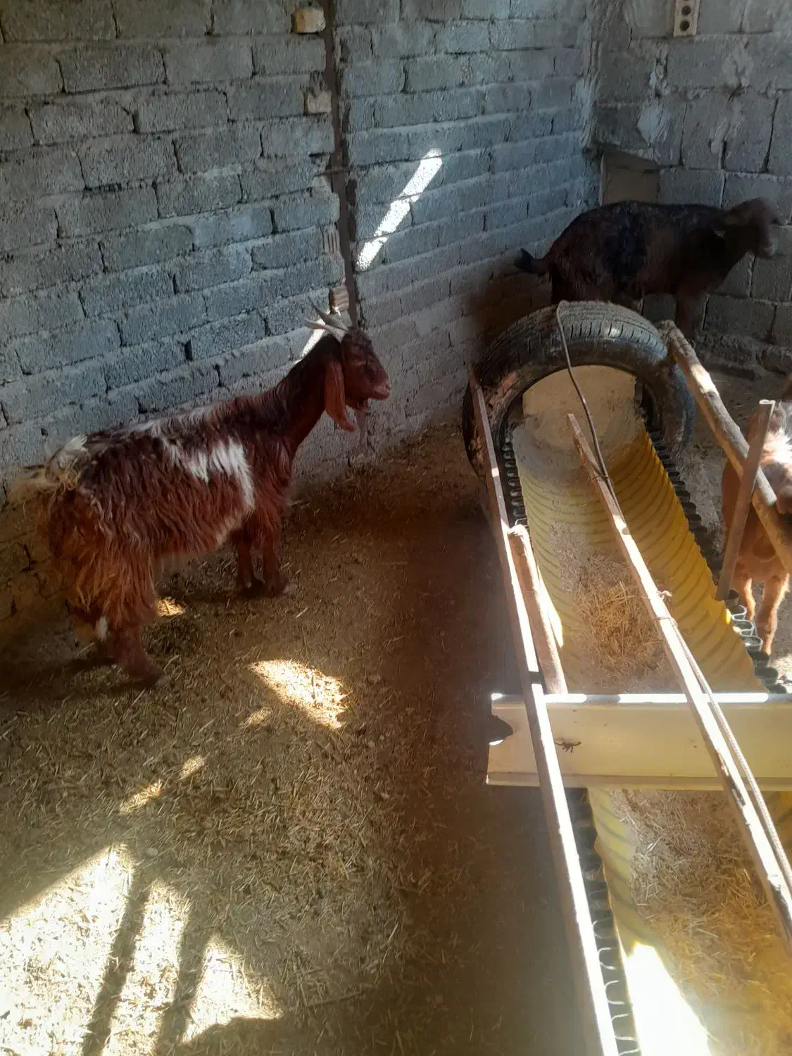 بره|حیوانات مزرعه|داراب, |دیوار