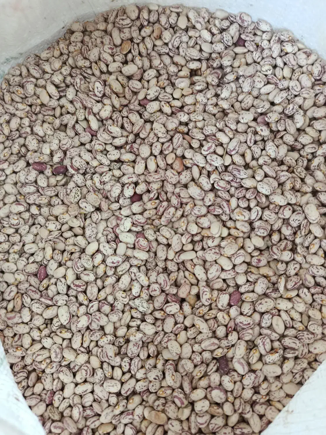 لوبیا چیتی تازه برداشت  امسال|خوردنی و آشامیدنی|خانمیرزا, |دیوار