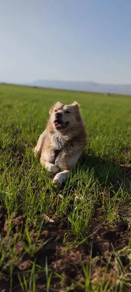 گمشده|حیوانات|کوهدشت, |دیوار