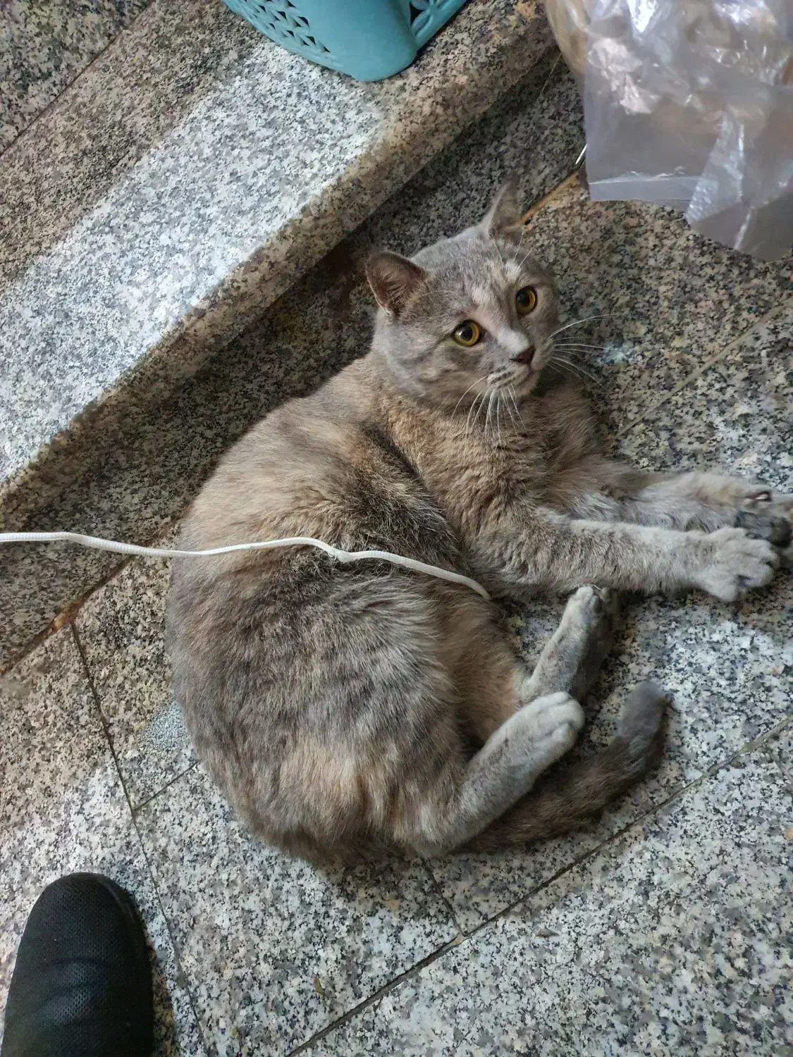 گربه ماده چاقالو و باردار میکس چین چیلا و DSH|گربه|اصفهان, باتون|دیوار