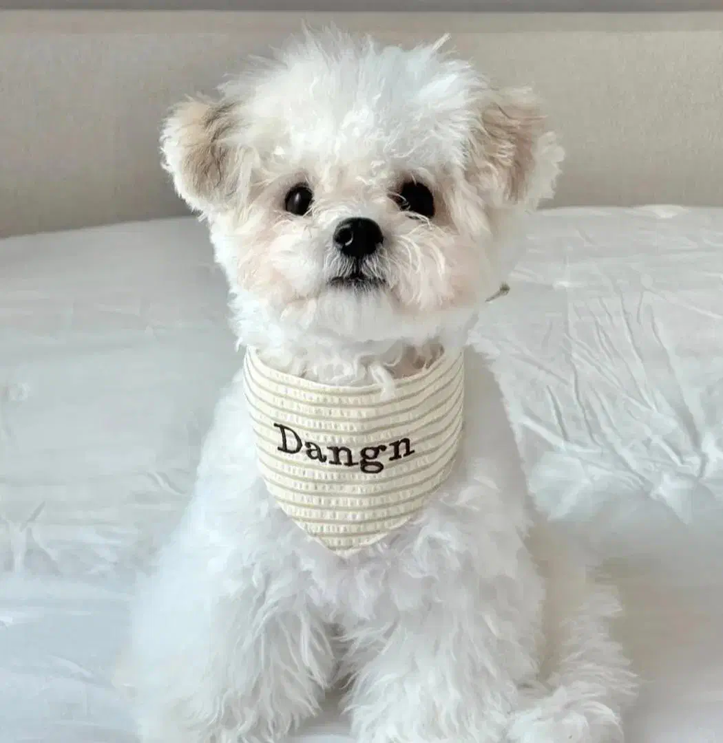 واگذاری توی پودل ۲۲|سگ|شهریار, شهریار|دیوار