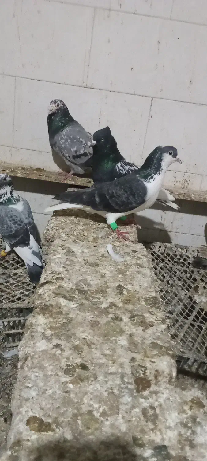 کبوتر|پرنده|شوشتر, |دیوار