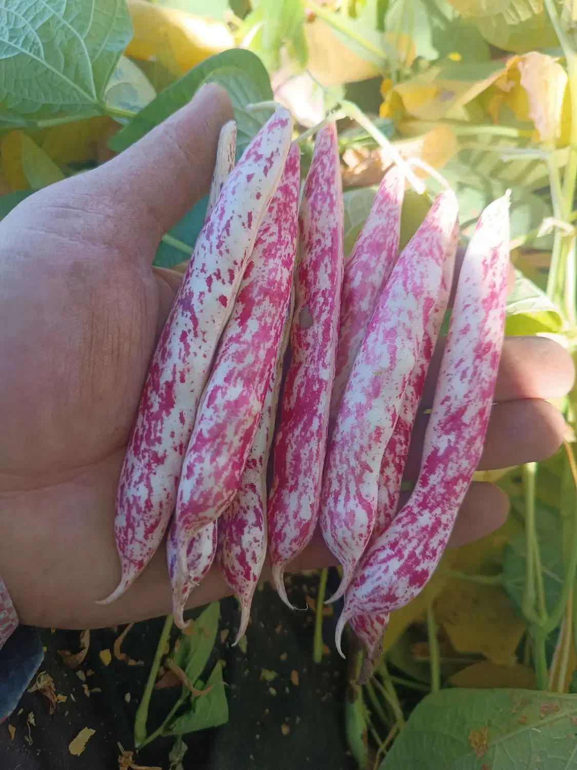 فروش پیله لوبیا چیتی|عمدهفروشی|رشت, گلباغ نماز|دیوار