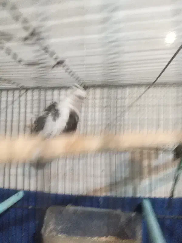 عروس  هندی|پرنده|شهر ری, شهادت|دیوار