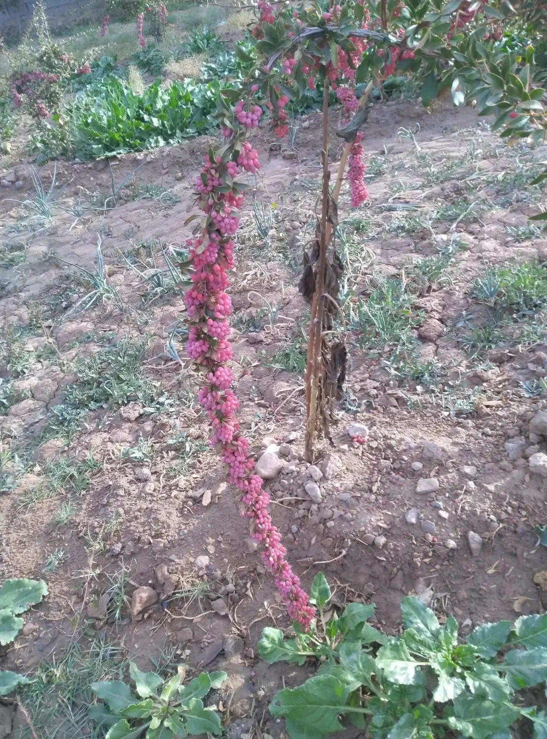 زرشک شاخه|خوردنی و آشامیدنی|اصفهان, ارغوانیه|دیوار