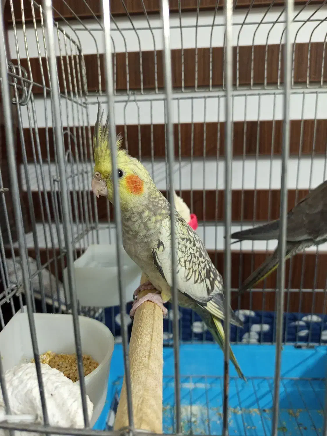 عروس هلندی|پرنده|تهران, اتابک|دیوار