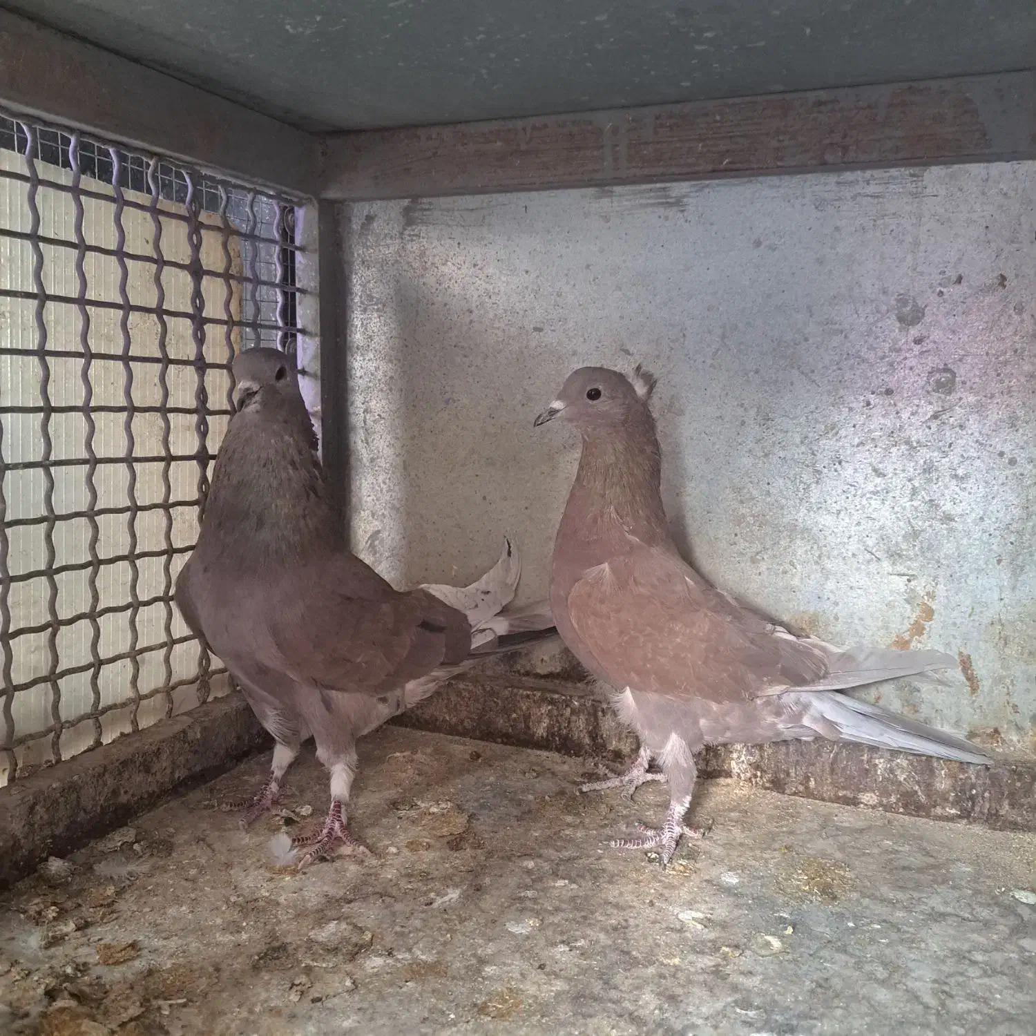 کبوتر|پرنده|اصفهان, خانه اصفهان|دیوار