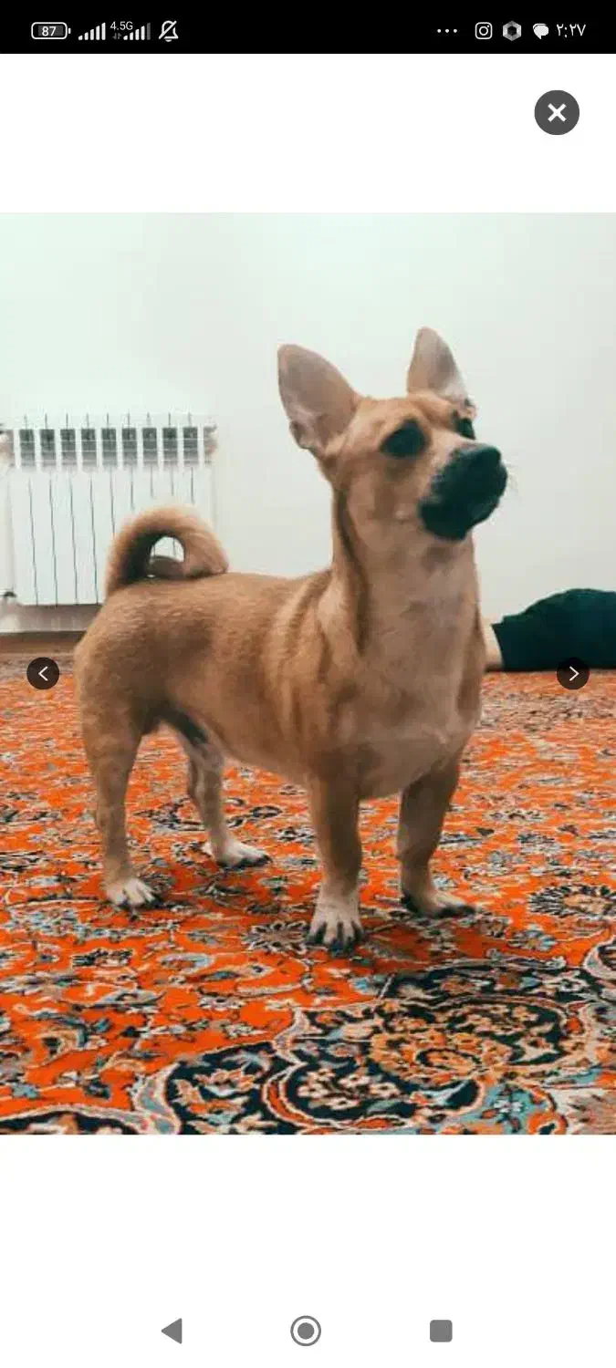 شیواوا روباهی|سگ|فردیس, شهرک شهید حسینی|دیوار