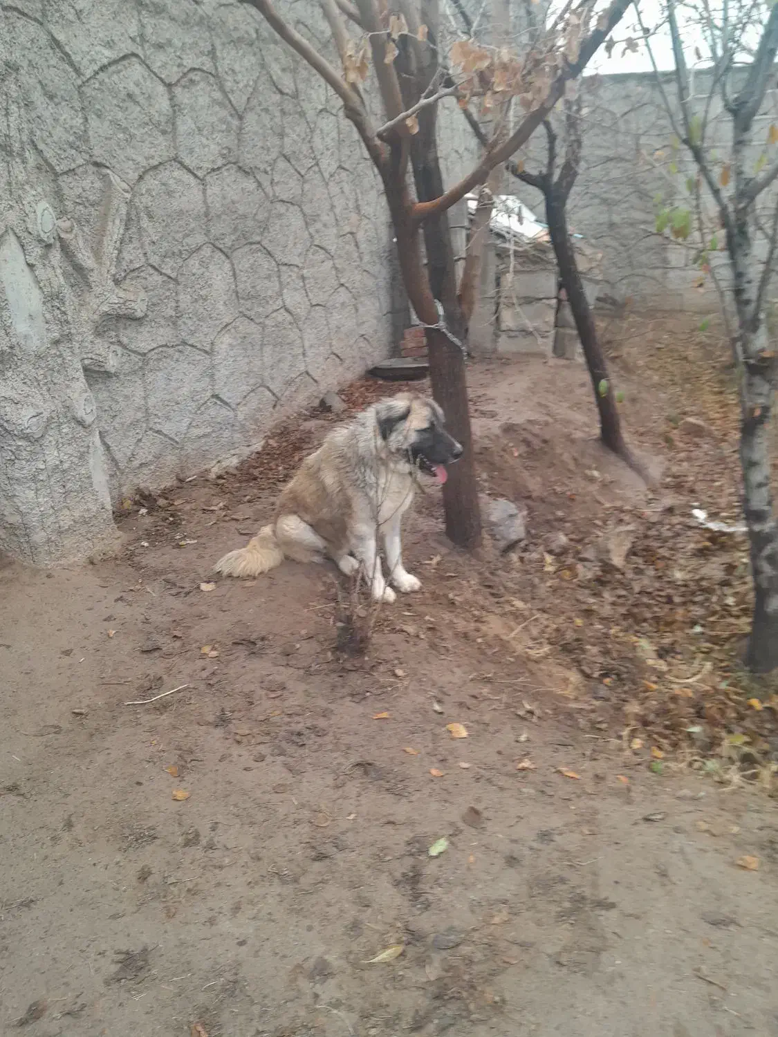 زات قدیم سرابی رایگان|سگ|تبریز, |دیوار