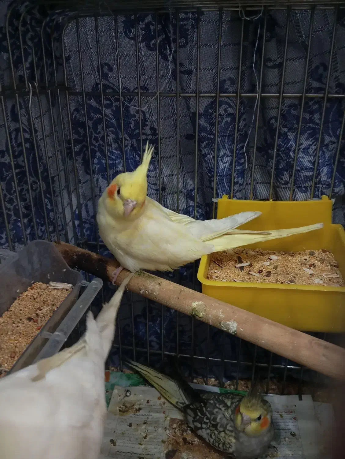 عروس هلندی ماده|پرنده|سمنان, |دیوار